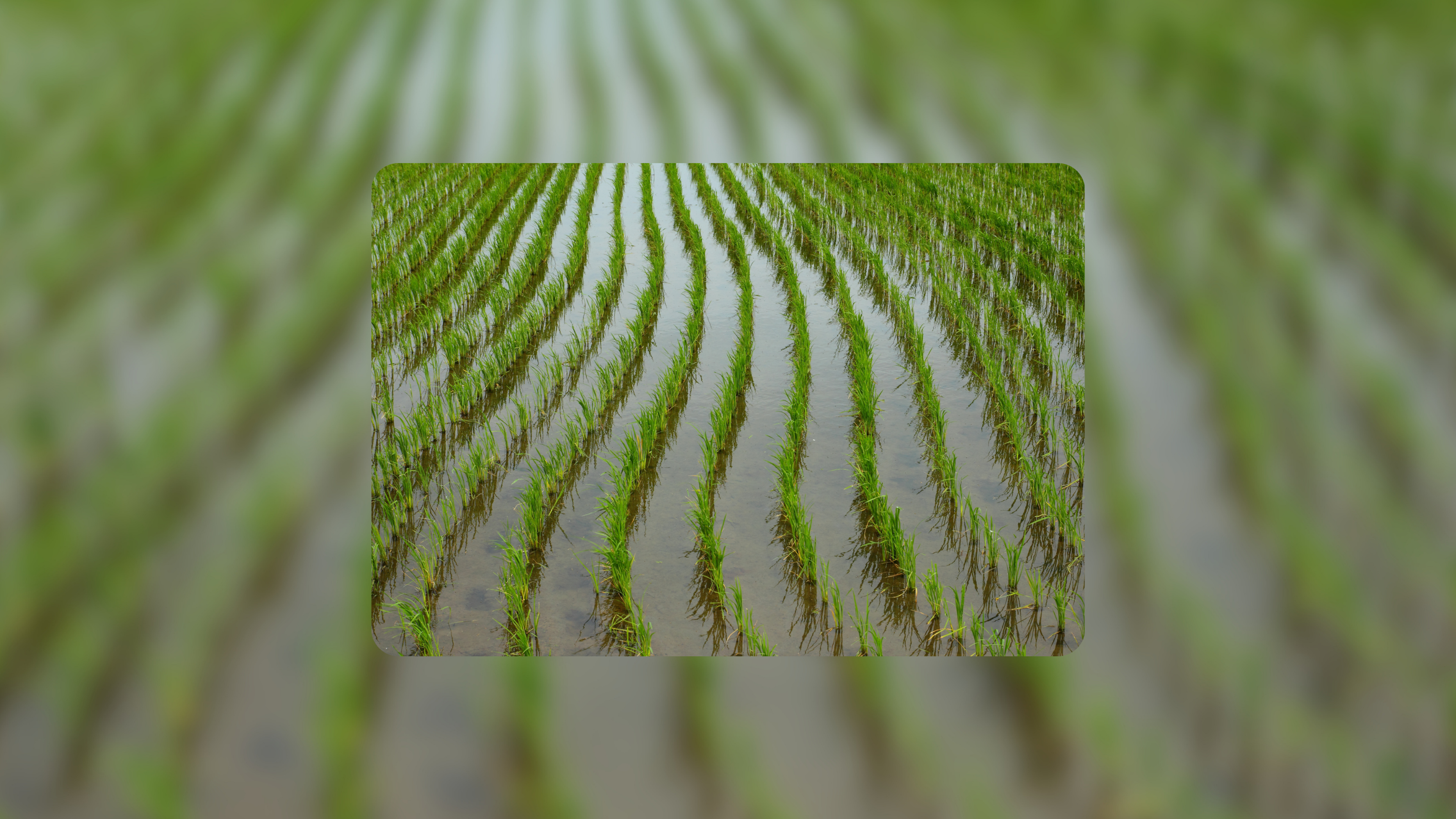 Rice_Asia