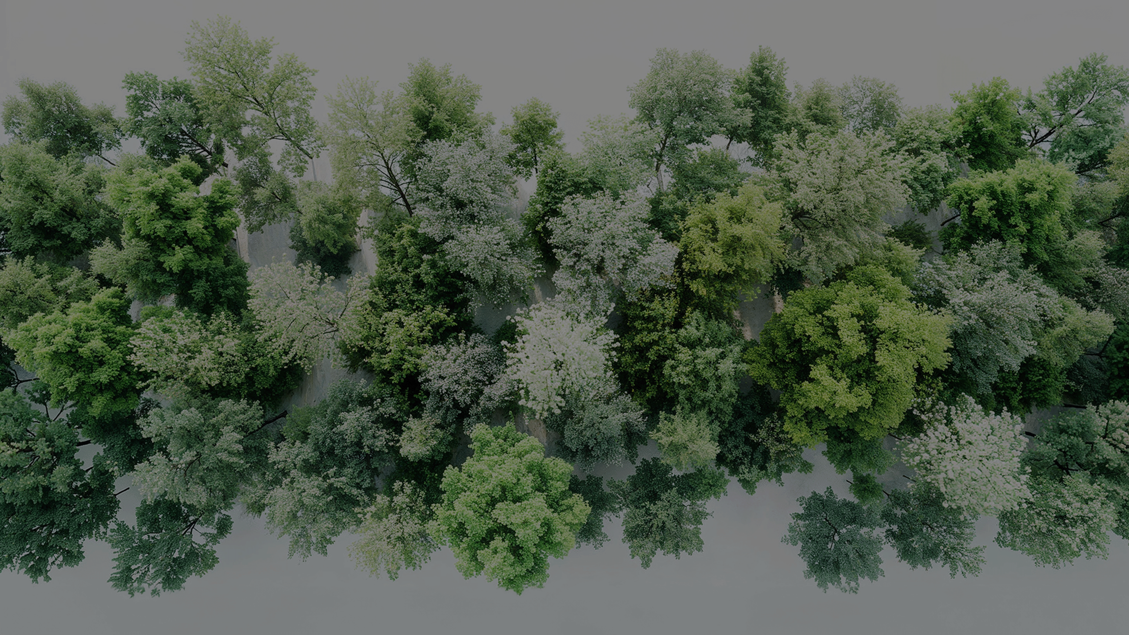 overhead view of trees 