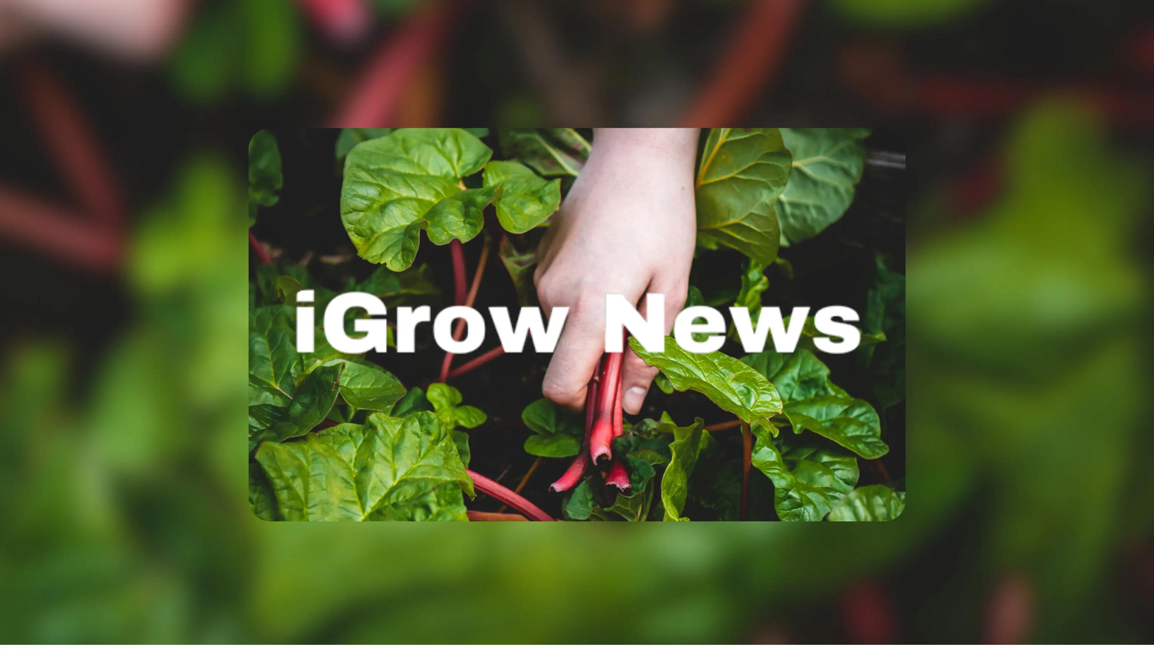 Igrow simon constance interview