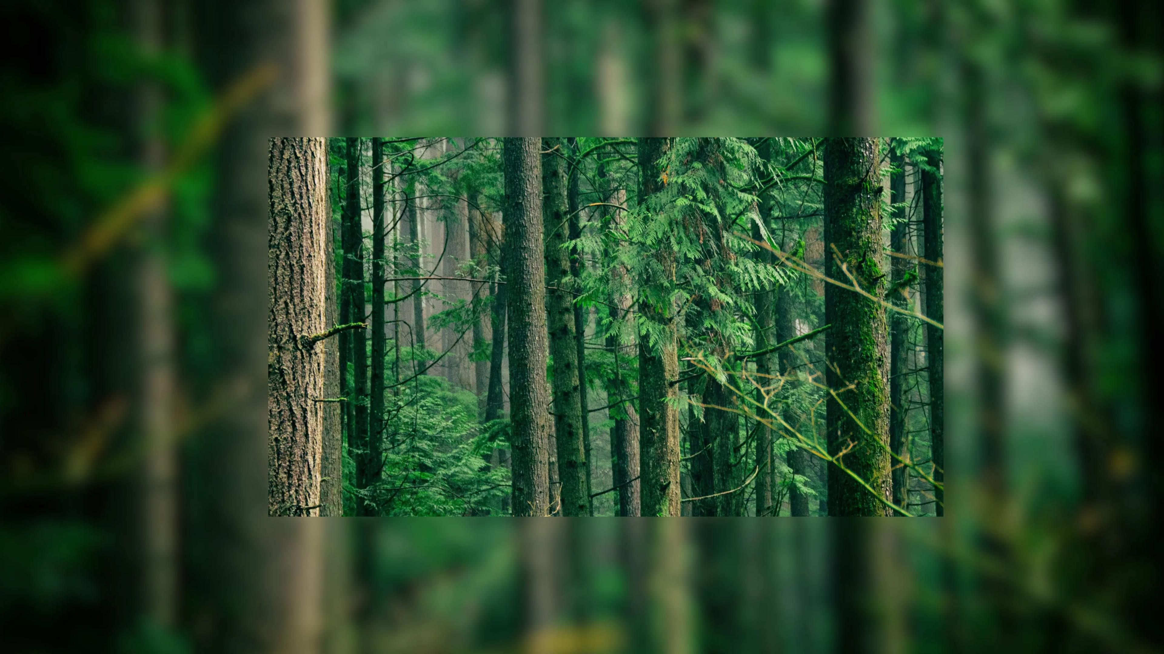 Dense forest degradation generates an exposure to risk