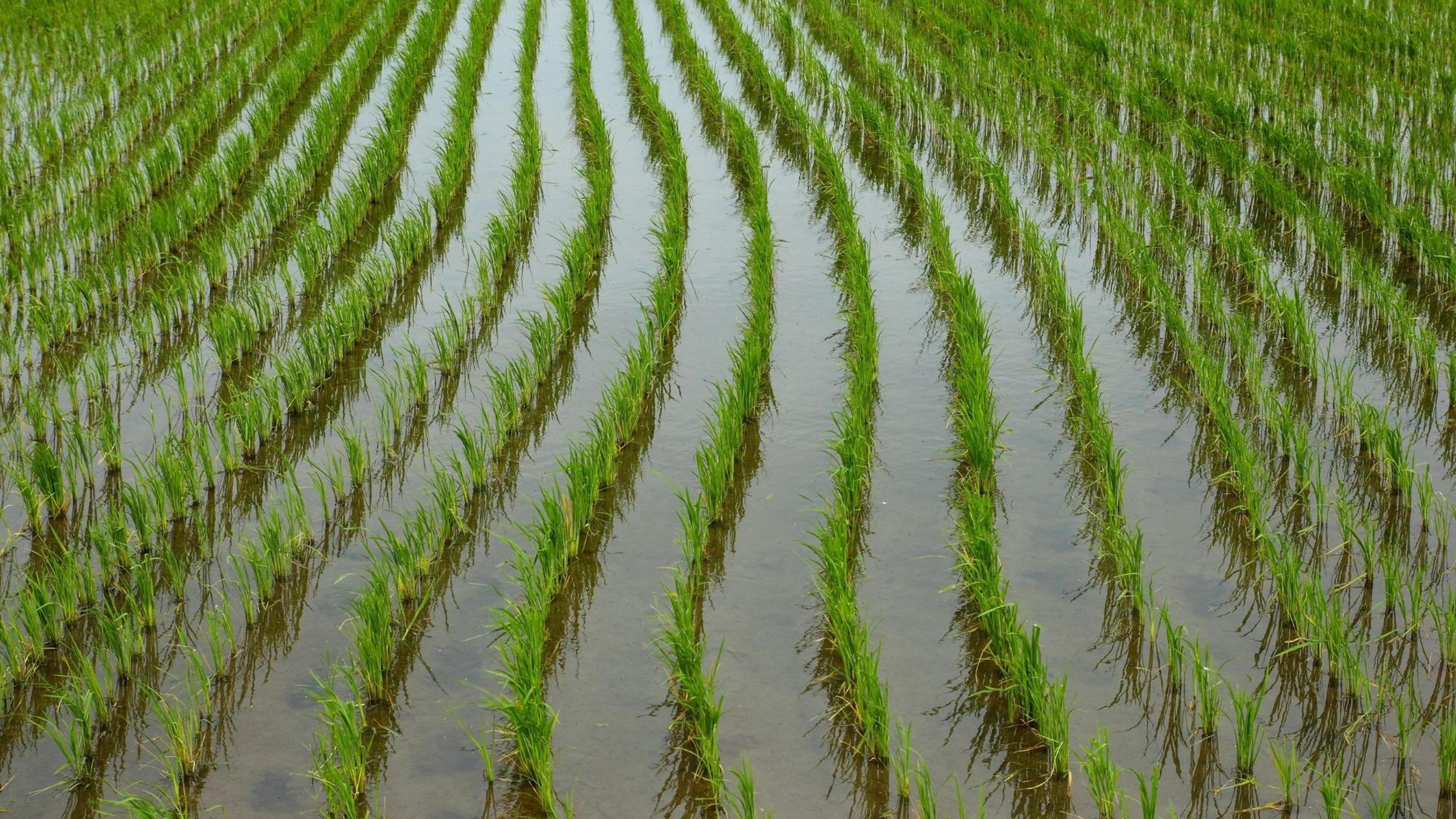 Food Security in a Disrupted Asia-Pacific_Jonathan Horn