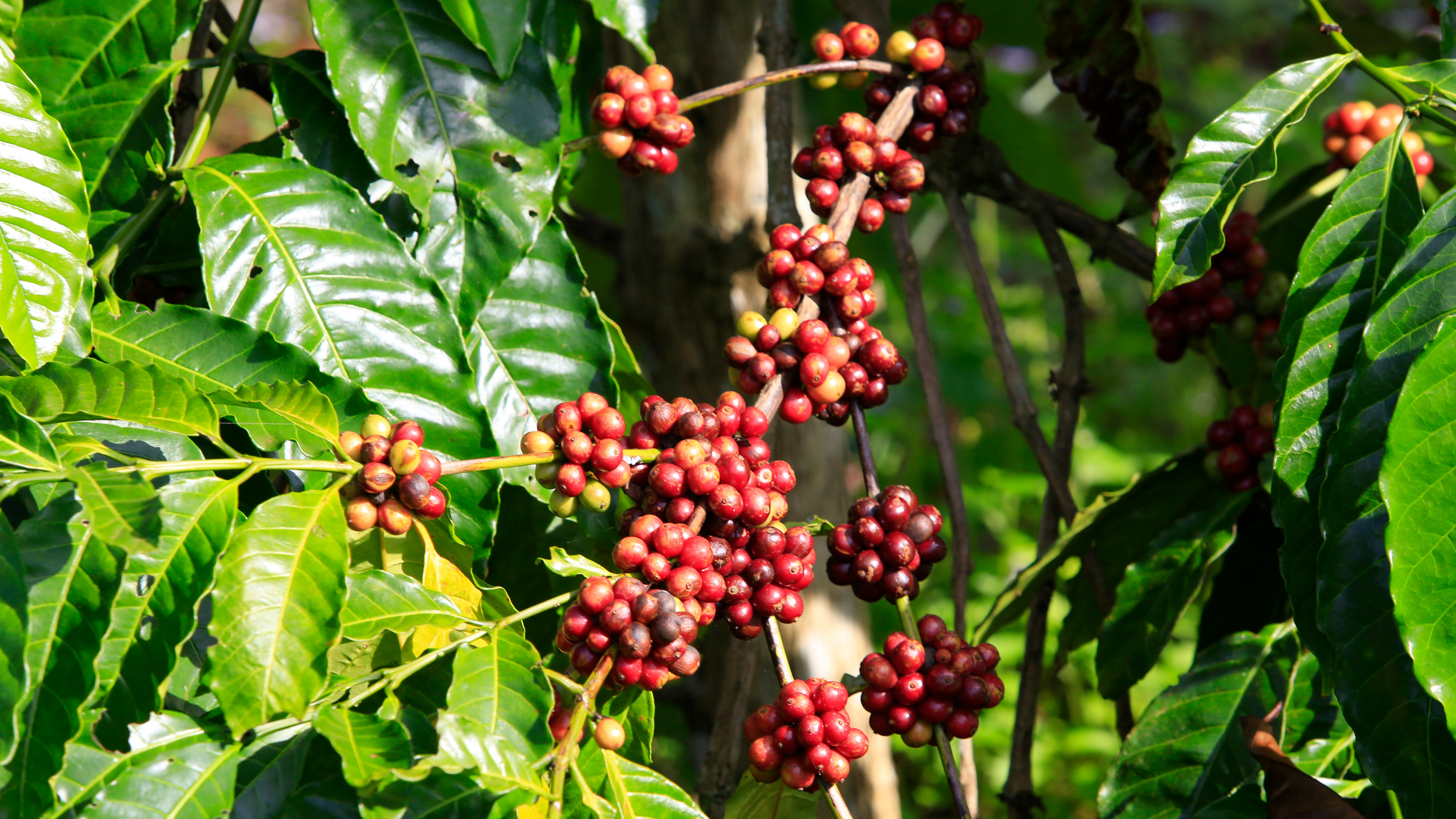 Coffee Plant