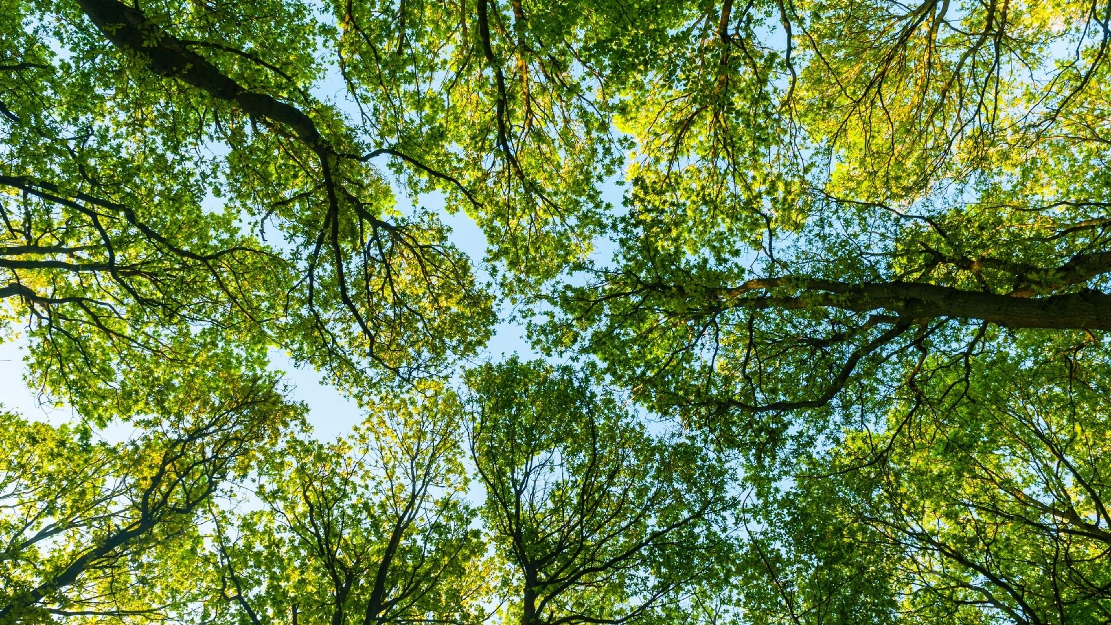 Treefera Takeaways – Gartner Supply Chain Symposium/Xpo™ Conference