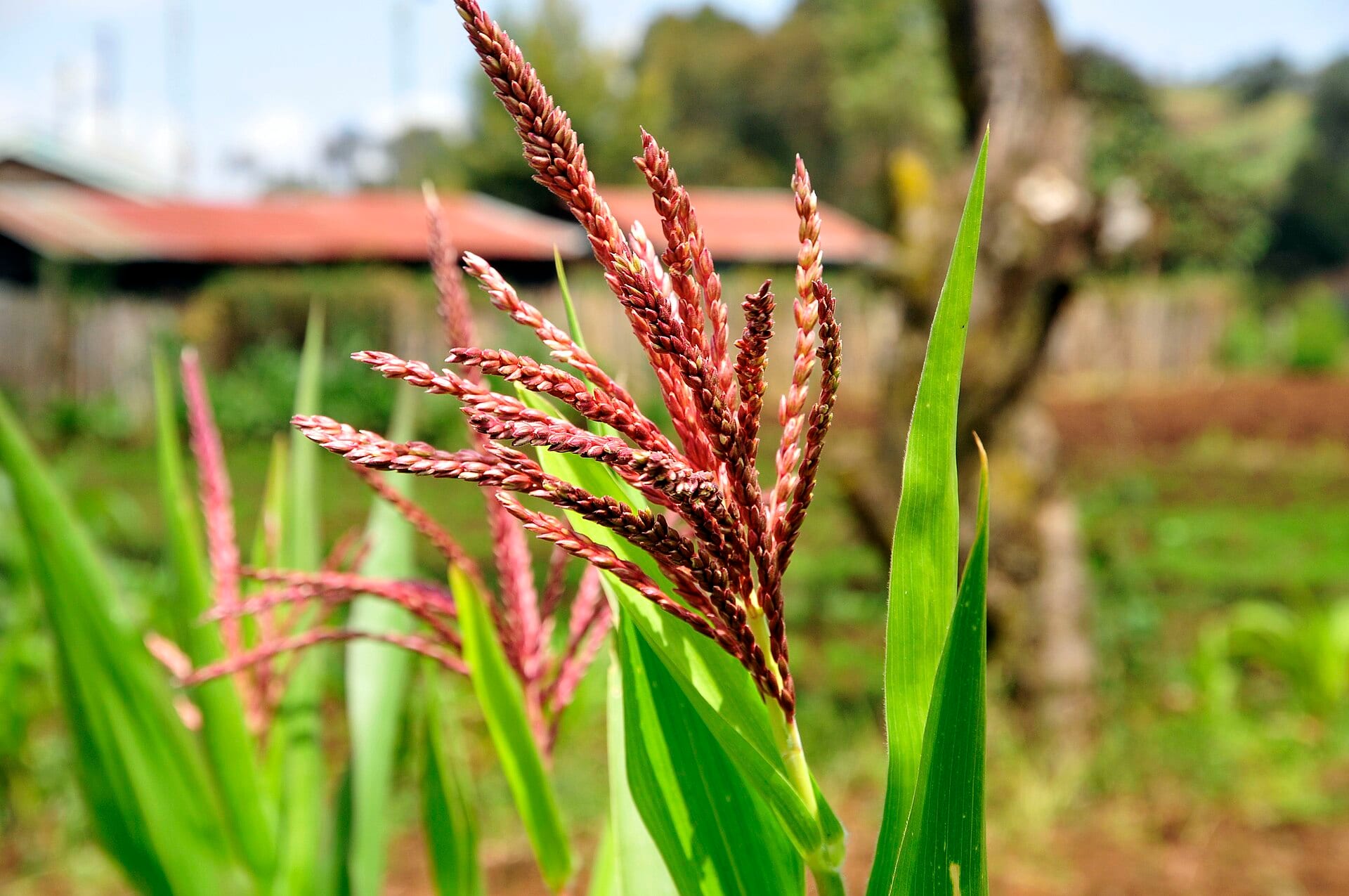 Kenya Dairy Board Digitises Food Safety Inspections With Danish Software