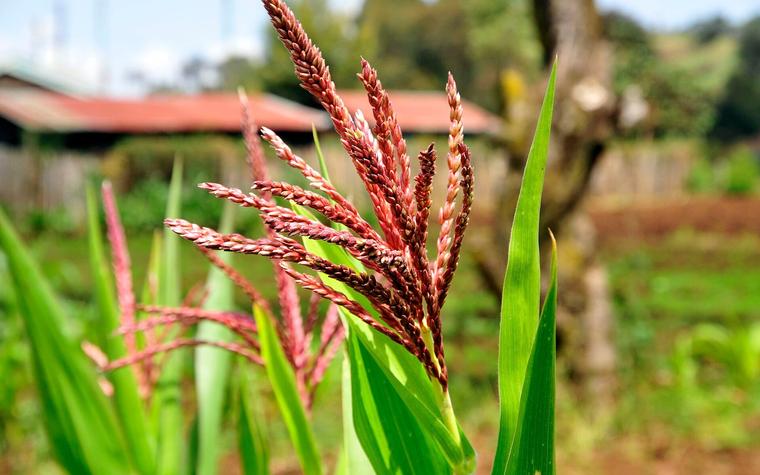 Kenya Dairy Board Digitises Food Safety Inspections With Danish Software