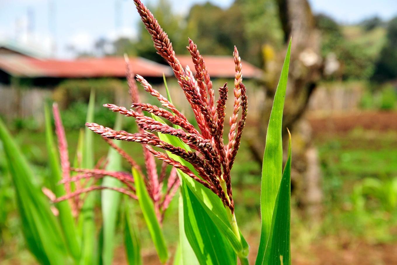 Kenya Dairy Board Digitises Food Safety Inspections With Danish Software