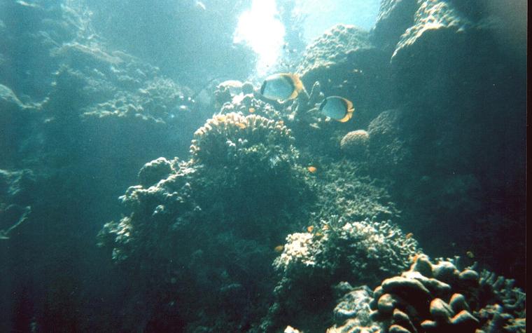 Great Barrier Reef shows partial coral recovery after cooler summer
