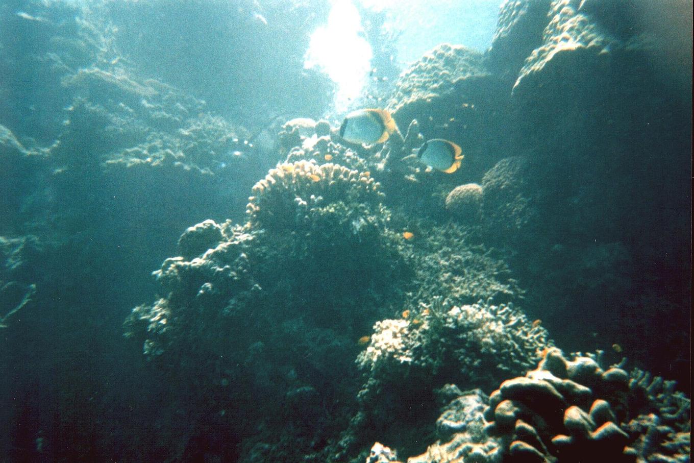 Great Barrier Reef shows partial coral recovery after cooler summer