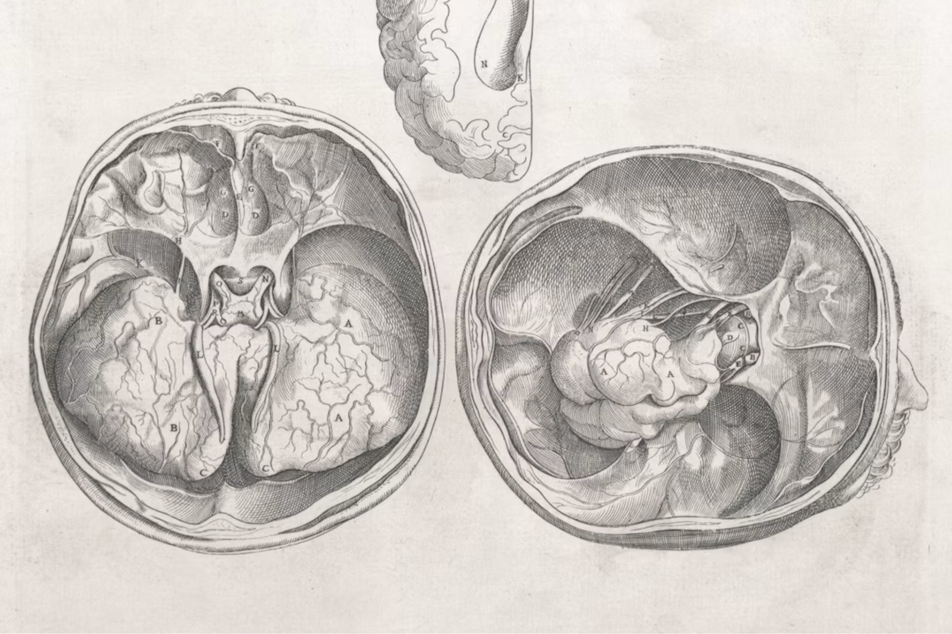 Rare Book Division, The New York Public Library. "Secunda pagina figurarum capitalium. [Human brain, 5 pictures]" The New York Public Library Digital Collections. 1545.