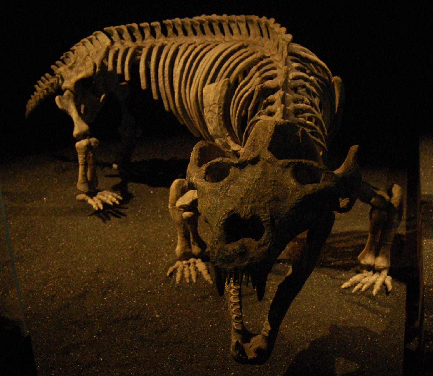 236-Million-Year-Old Fossil Suggests Early Live Birth in Mammal Ancestors