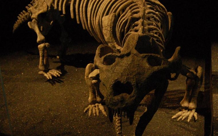236-Million-Year-Old Fossil Suggests Early Live Birth in Mammal Ancestors