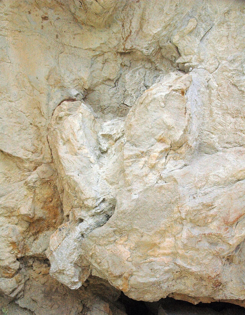 First-ever adult T. rex trackway found in North Dakota