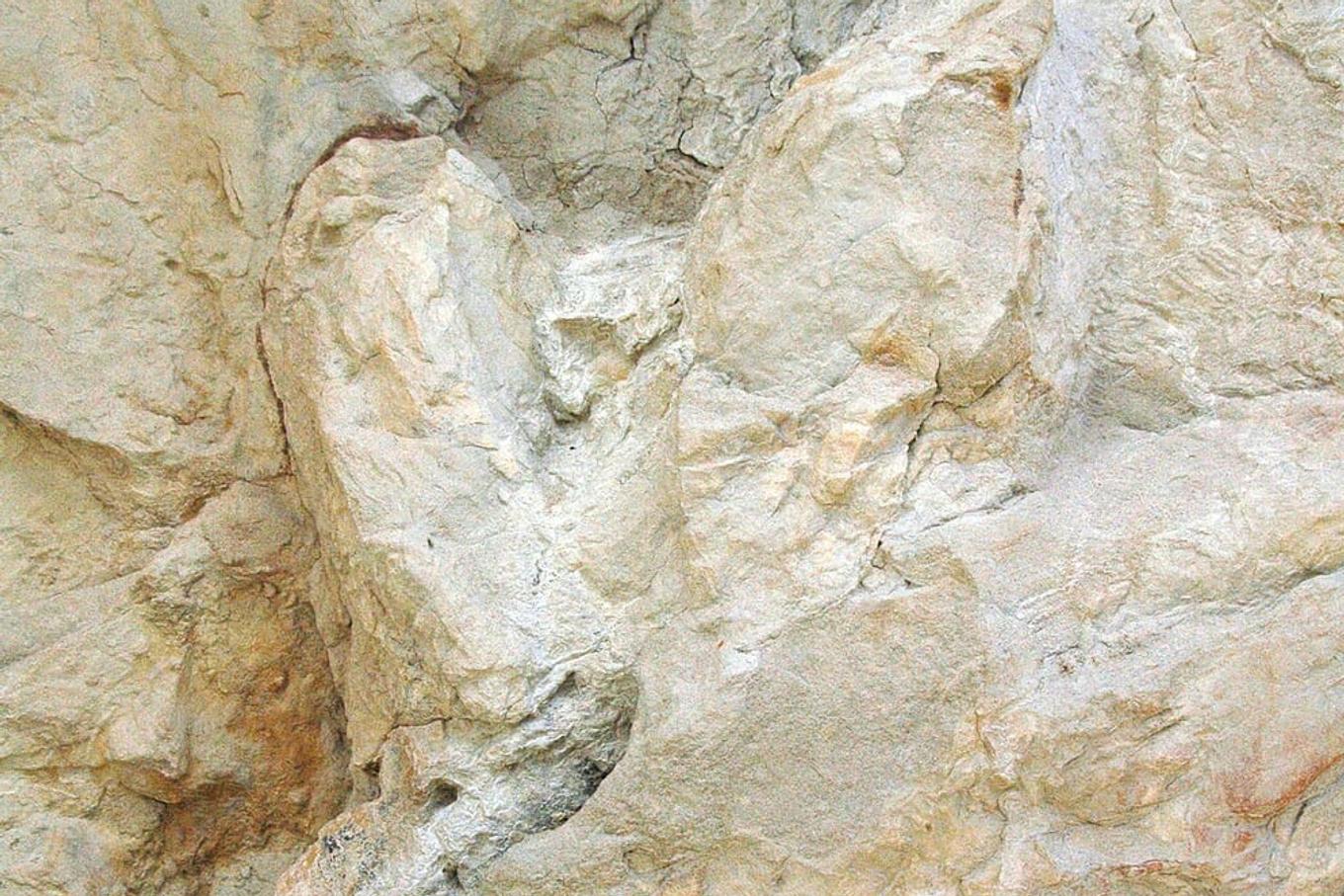 First-ever adult T. rex trackway found in North Dakota