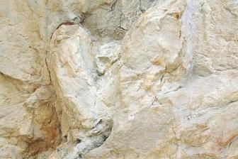 First-ever adult T. rex trackway found in North Dakota