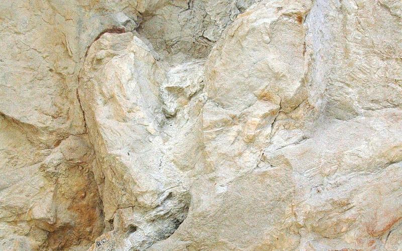 First-ever adult T. rex trackway found in North Dakota