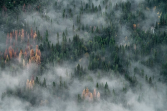 Arial of smoke from forrest wildfire