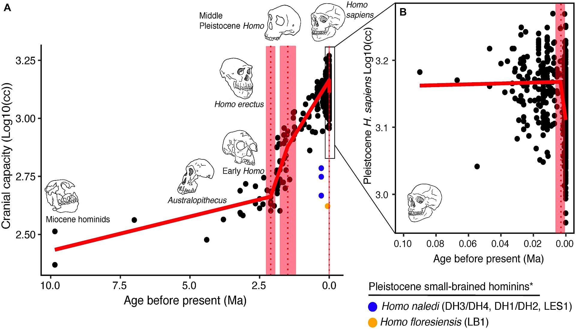 Scientist proposes merging Australopithecus into human genus Homo