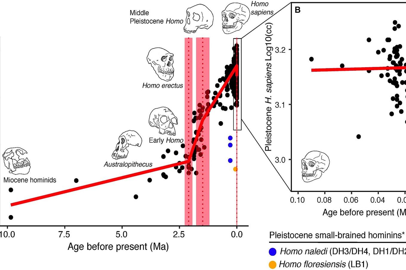Scientist proposes merging Australopithecus into human genus Homo