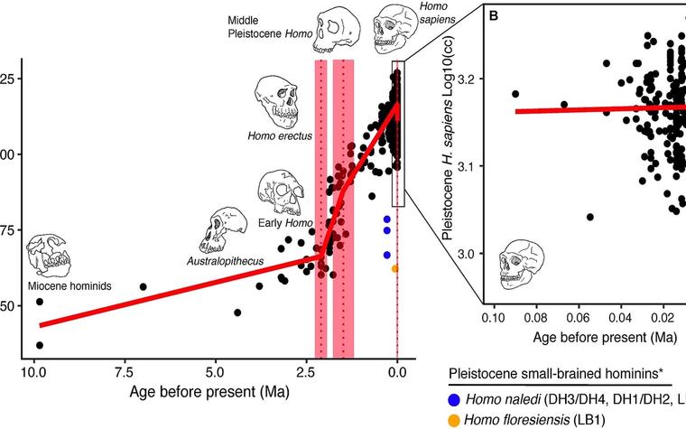 Scientist proposes merging Australopithecus into human genus Homo