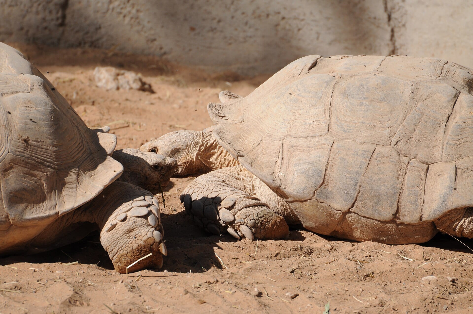 Giant tortoise survey finds 180,000 on Seychelles atoll