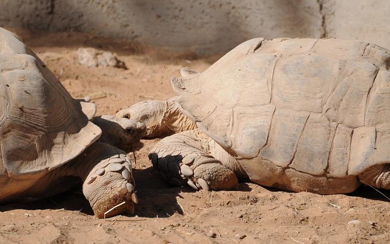 Giant tortoise survey finds 180,000 on Seychelles atoll