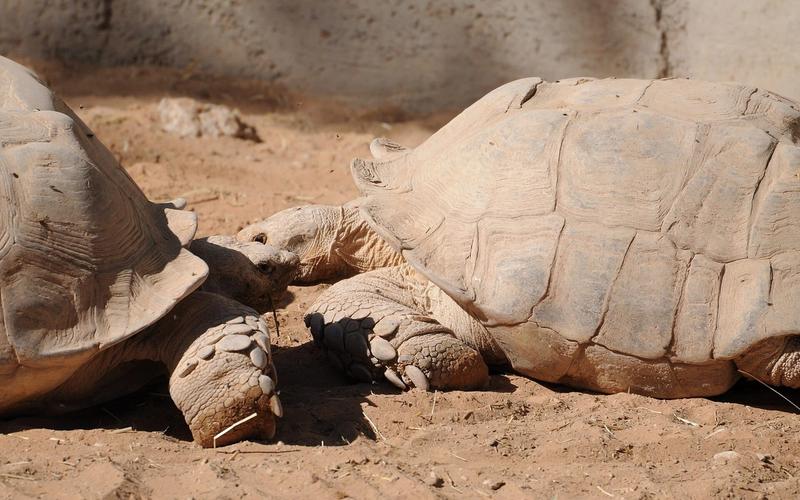 Giant tortoise survey finds 180,000 on Seychelles atoll