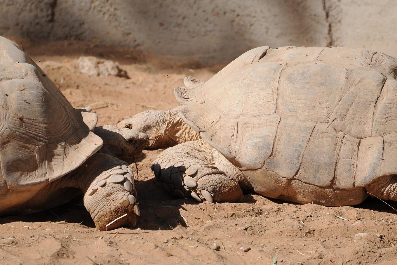 Giant tortoise survey finds 180,000 on Seychelles atoll