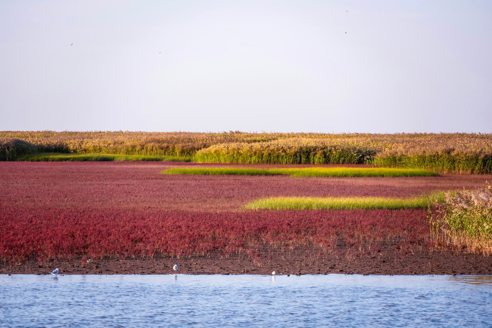 More than half of migratory bird species declining, major review finds