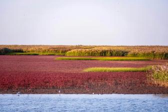 More than half of migratory bird species declining, major review finds