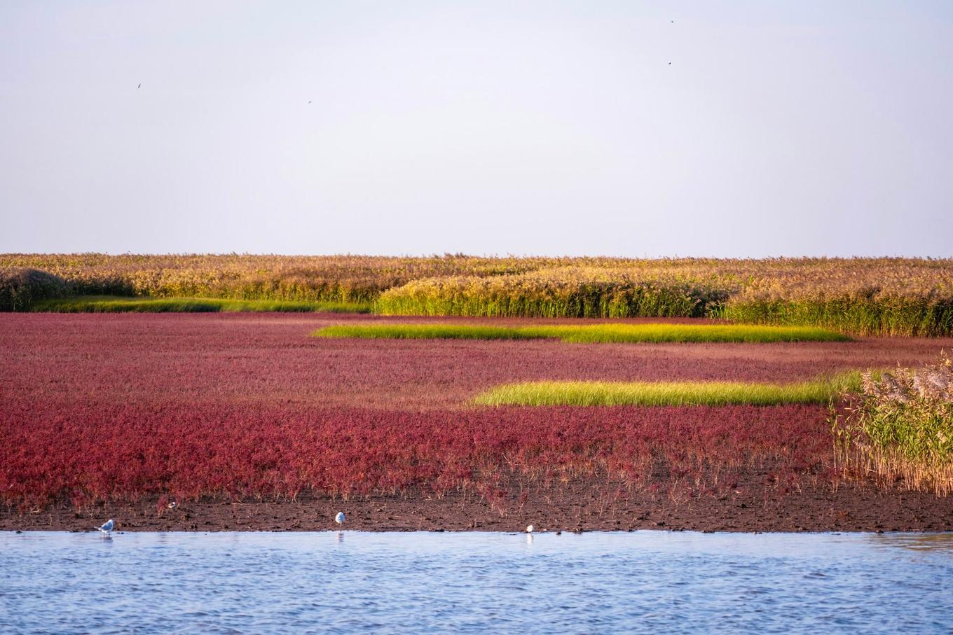 More than half of migratory bird species declining, major review finds
