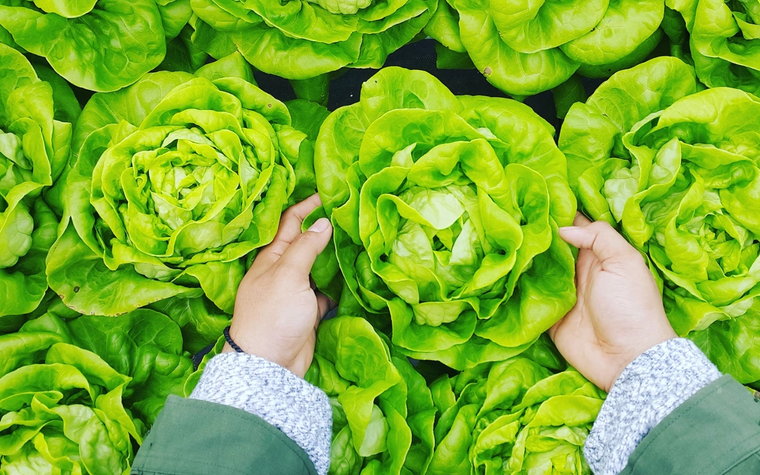 lettuce food safety inspection