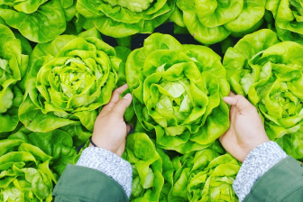 lettuce food safety inspection