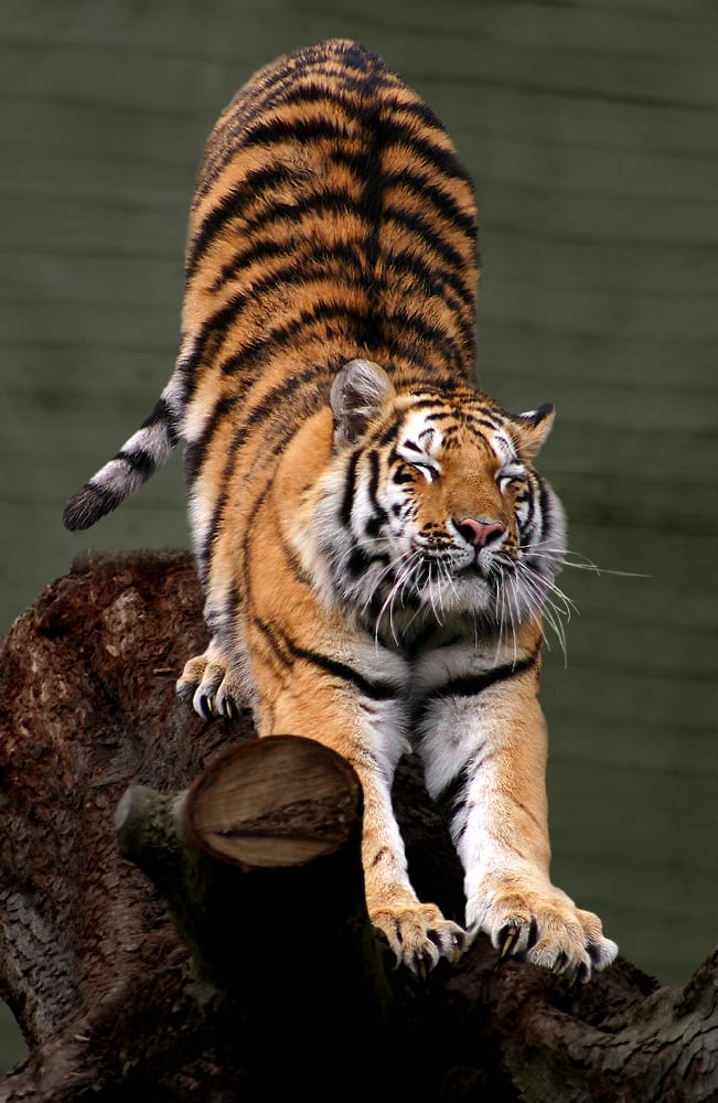 Kazakhstan Releases First Wild Tiger in More Than 70 Years
