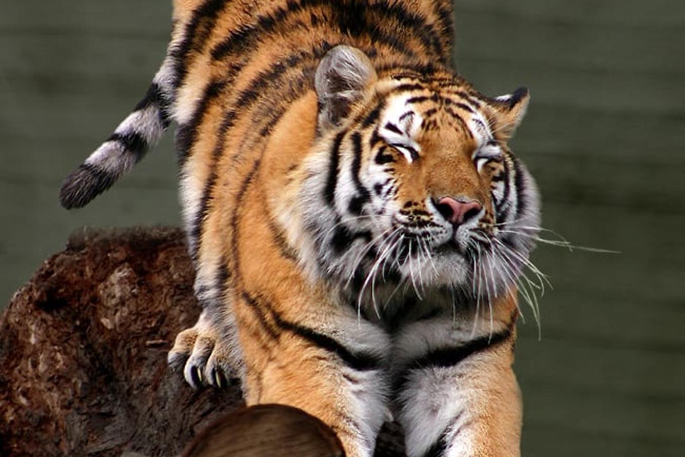 Kazakhstan Releases First Wild Tiger in More Than 70 Years