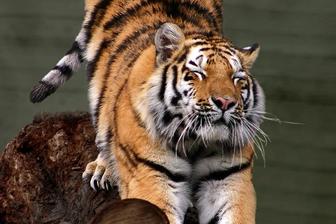 Kazakhstan Releases First Wild Tiger in More Than 70 Years