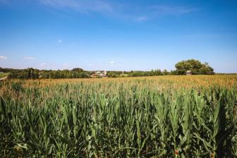 US study: engineered crops boost yields, aid climate adaptation