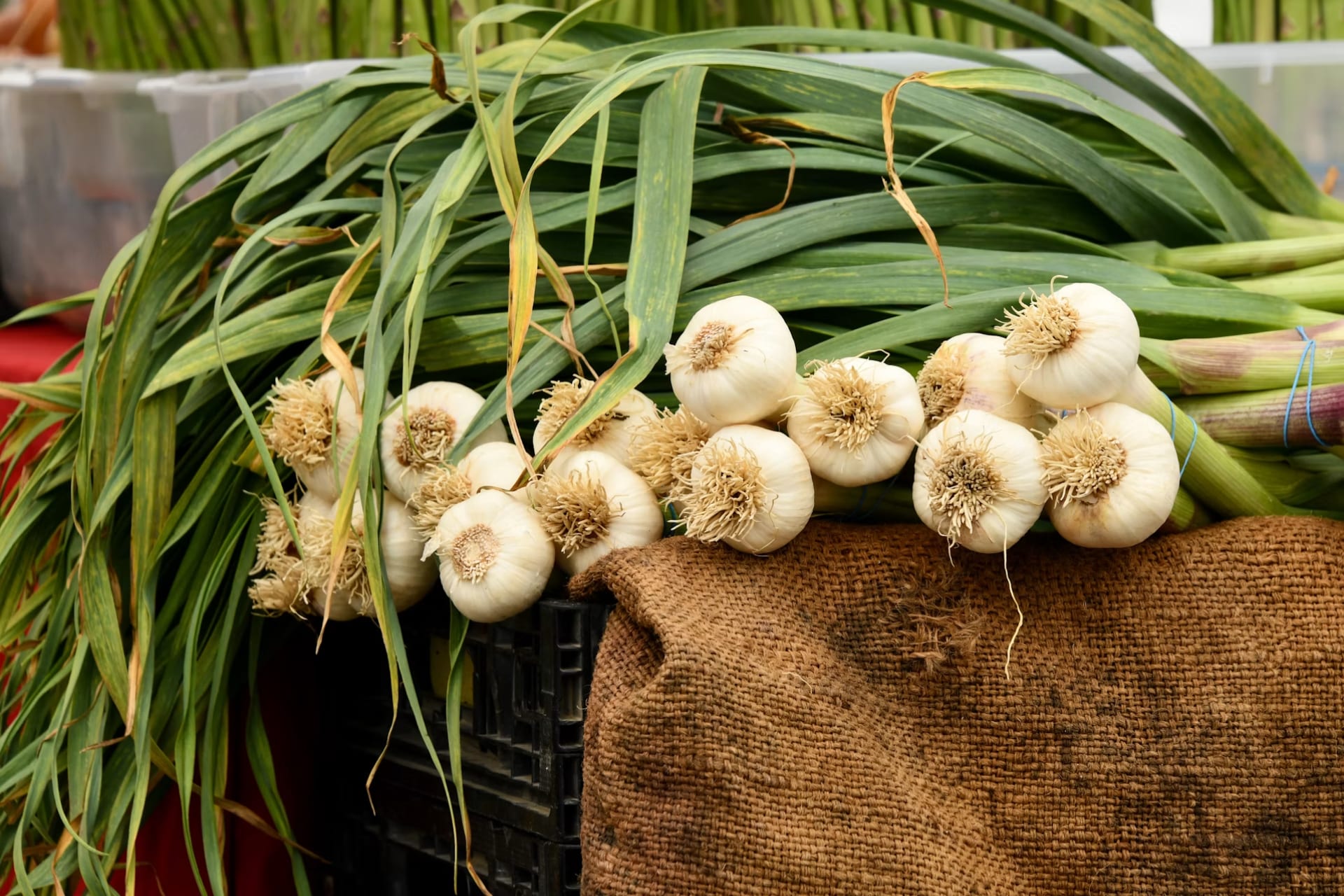 Garlic and Spearmint Compounds Kill Stored Bean Pest, Study Finds