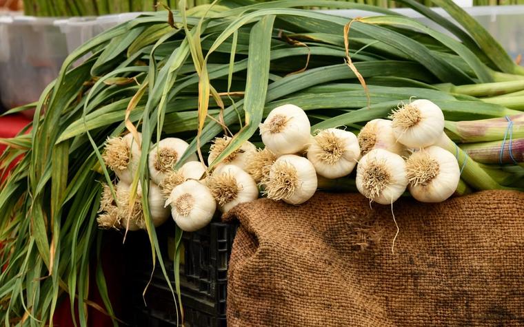 Garlic and Spearmint Compounds Kill Stored Bean Pest, Study Finds