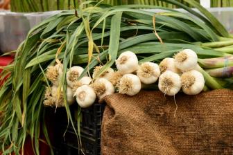 Garlic and Spearmint Compounds Kill Stored Bean Pest, Study Finds