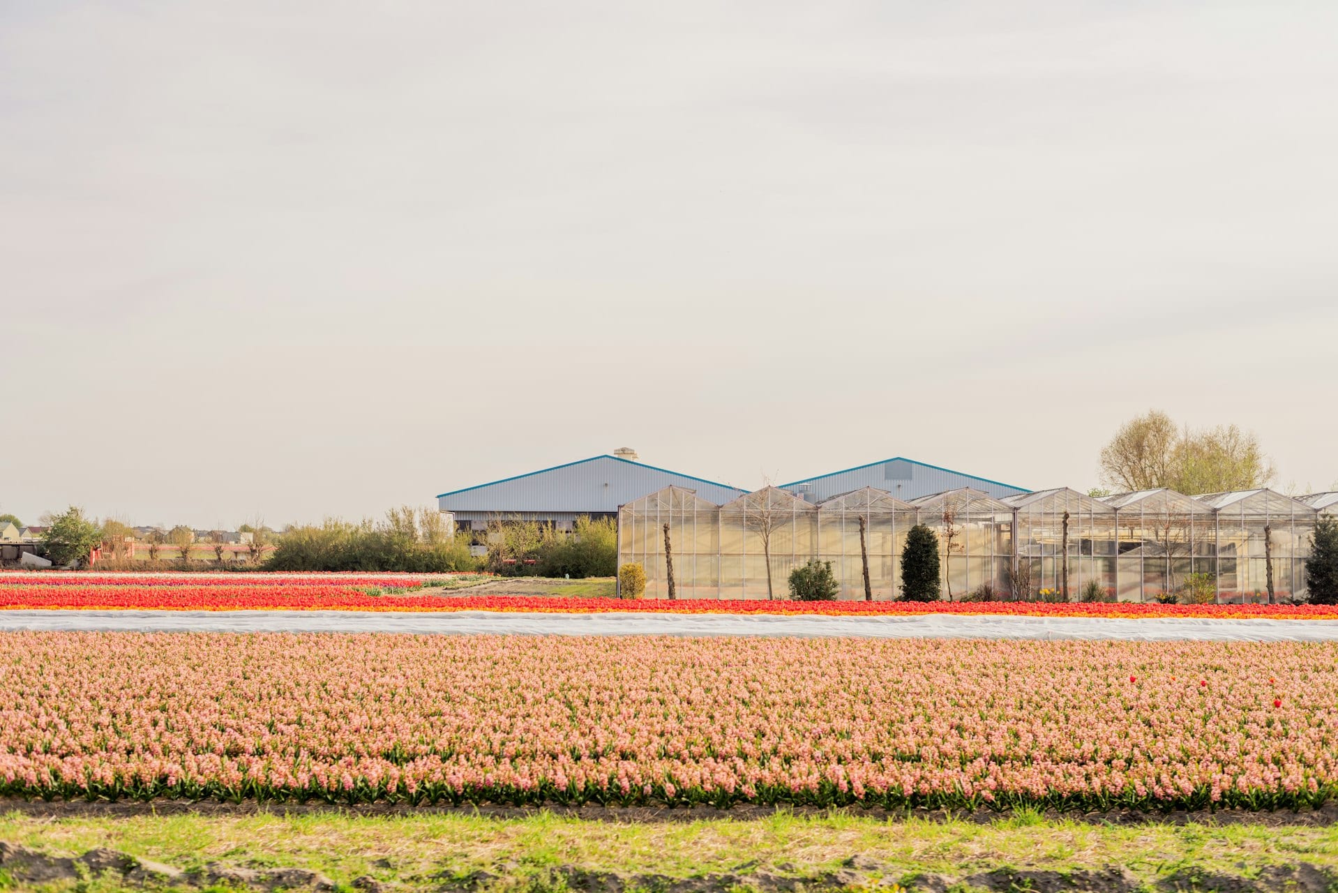 Dutch startup VitalFluid raises €17.2 million to fight crop disease with electrified water