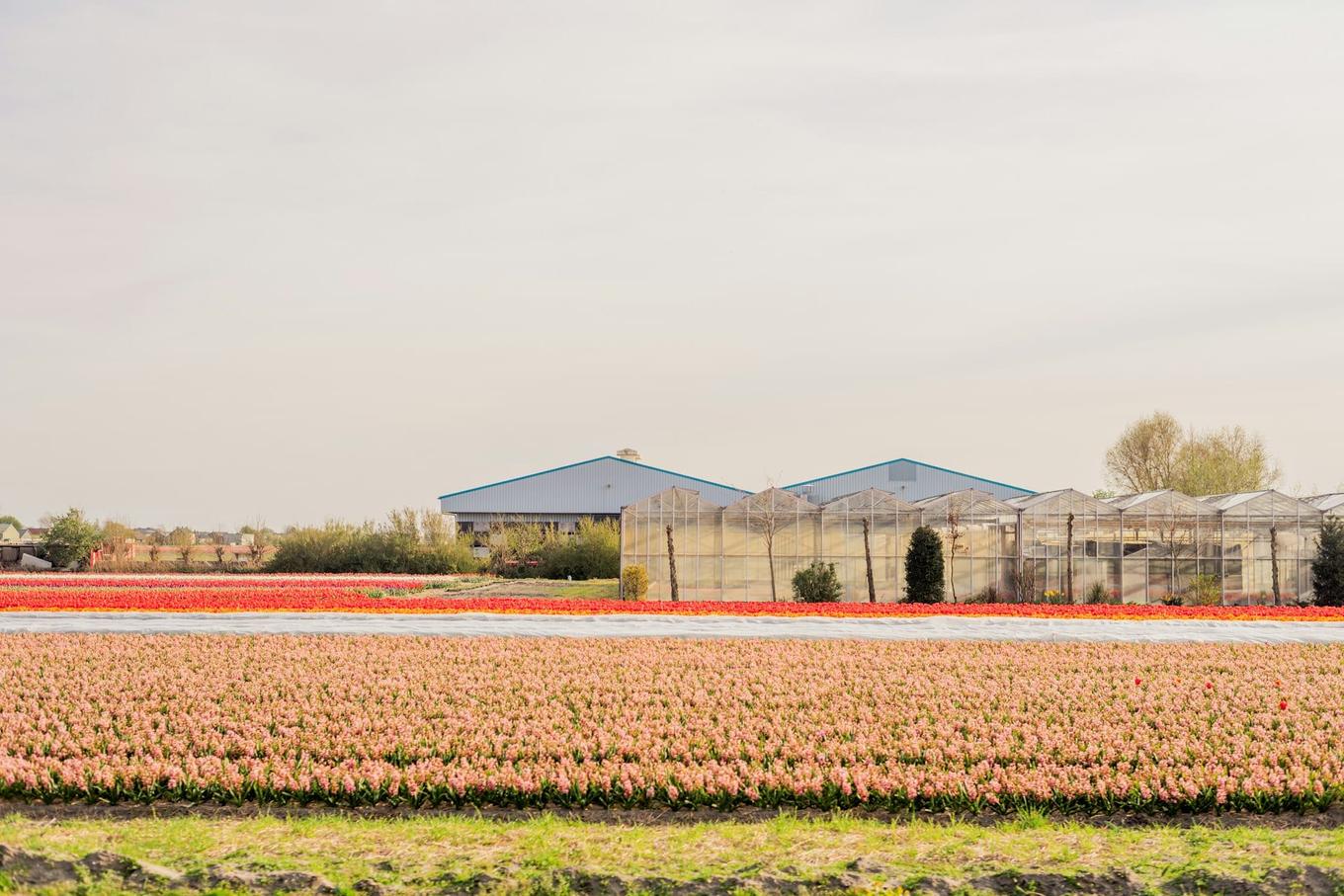 Dutch startup VitalFluid raises €17.2 million to fight crop disease with electrified water