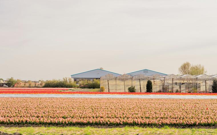 Dutch startup VitalFluid raises €17.2 million to fight crop disease with electrified water