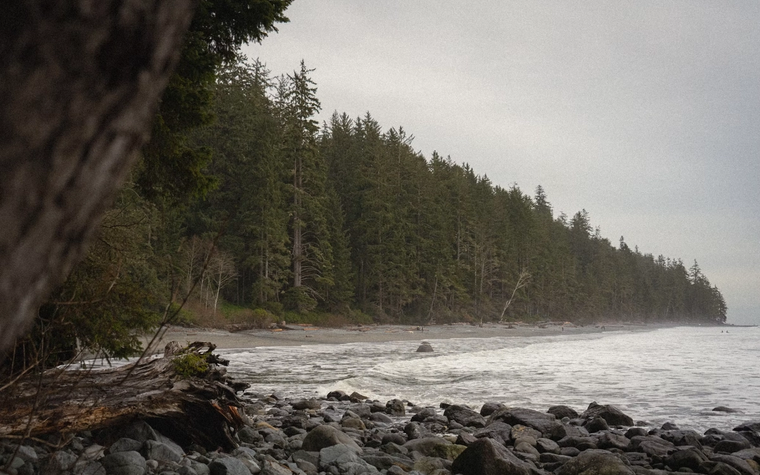 coast with ocean and treeline
