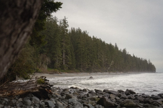 coast with ocean and treeline