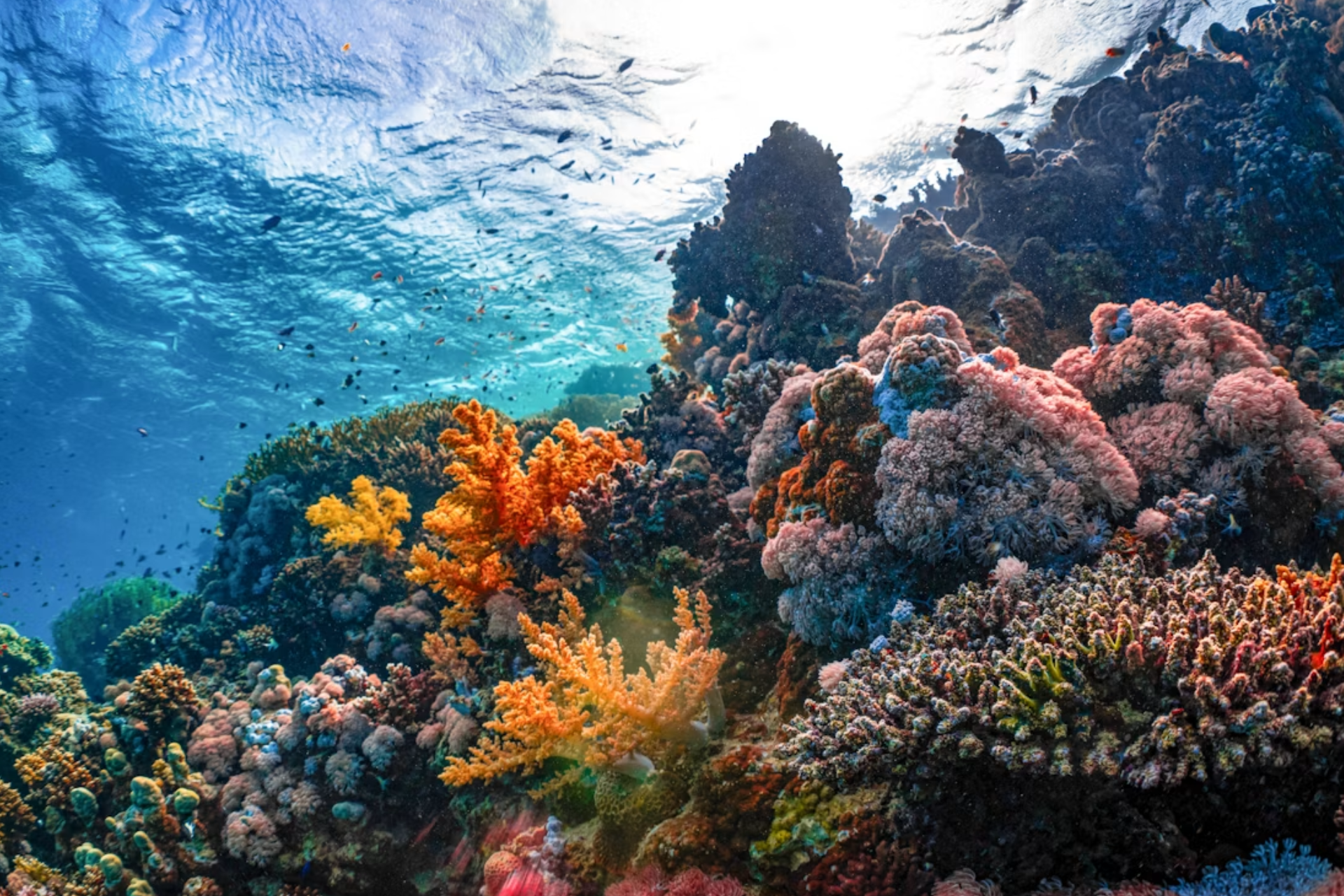 Coral reef