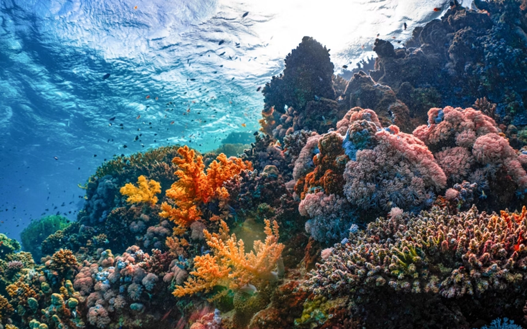 Coral reef