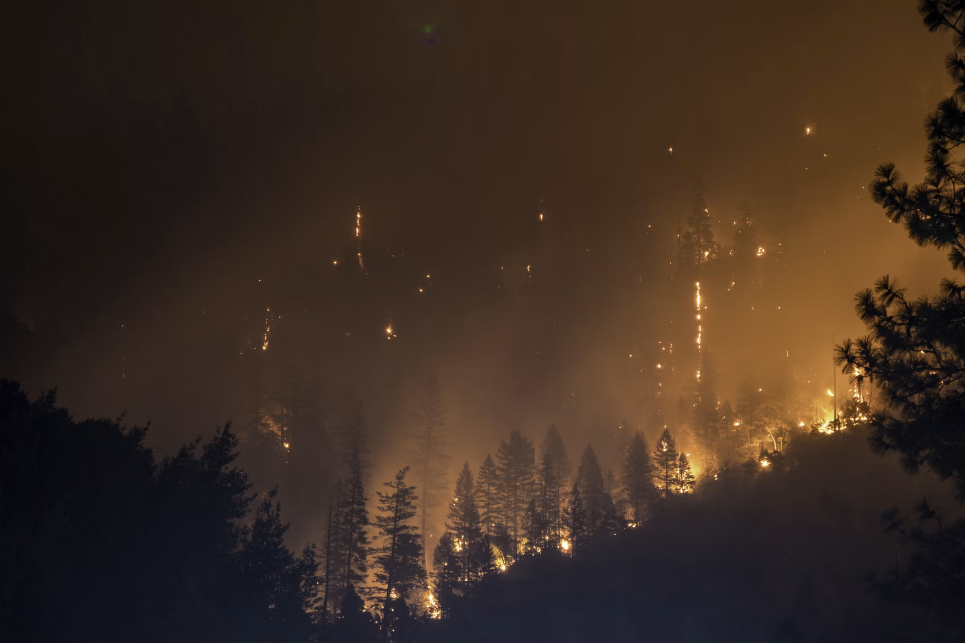 Forrest fire