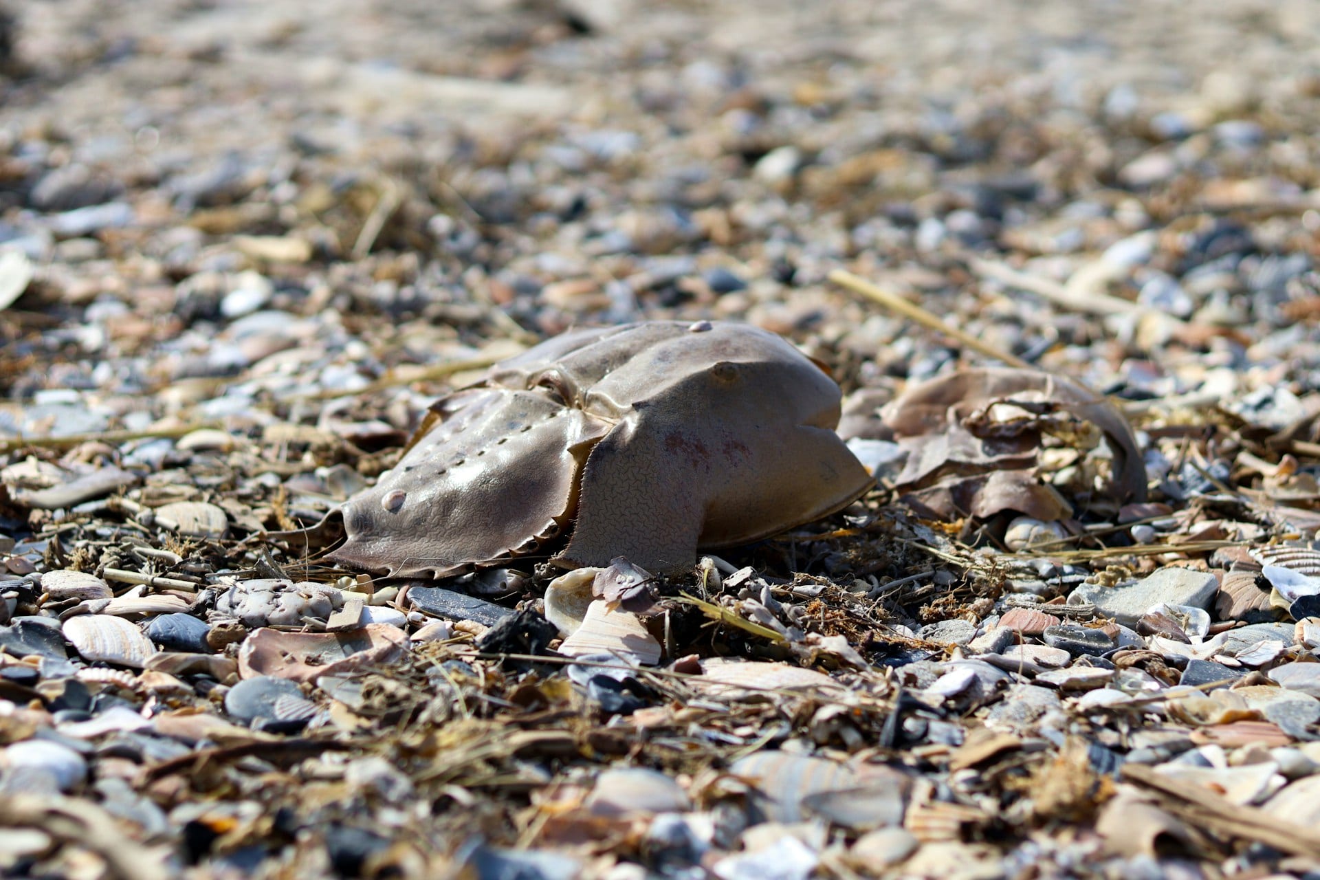 Horseshoe Crab Nominated as Guardian's Invertebrate of the Year 2026