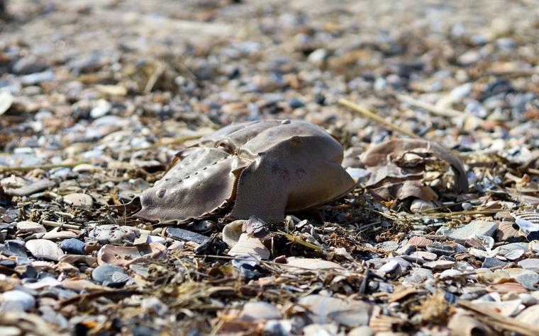 Horseshoe Crab Nominated as Guardian's Invertebrate of the Year 2026