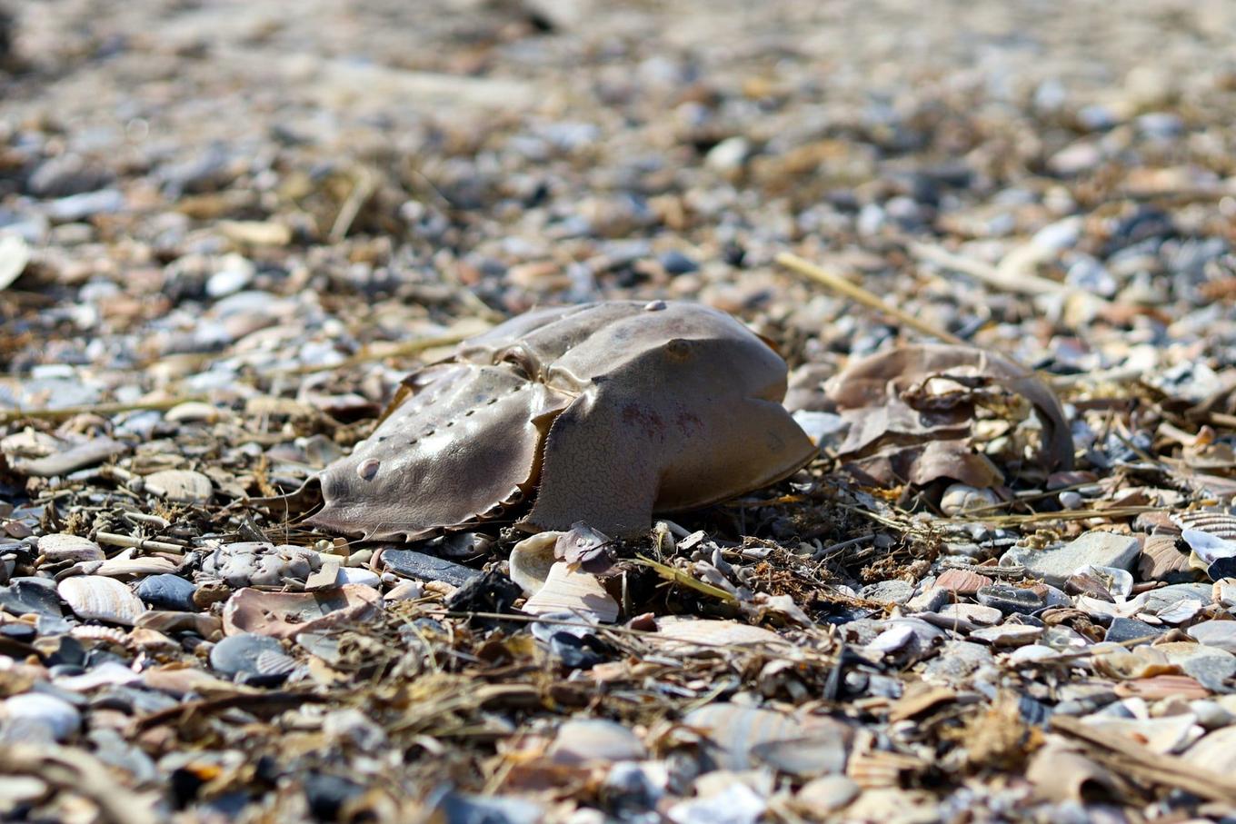 Horseshoe Crab Nominated as Guardian's Invertebrate of the Year 2026